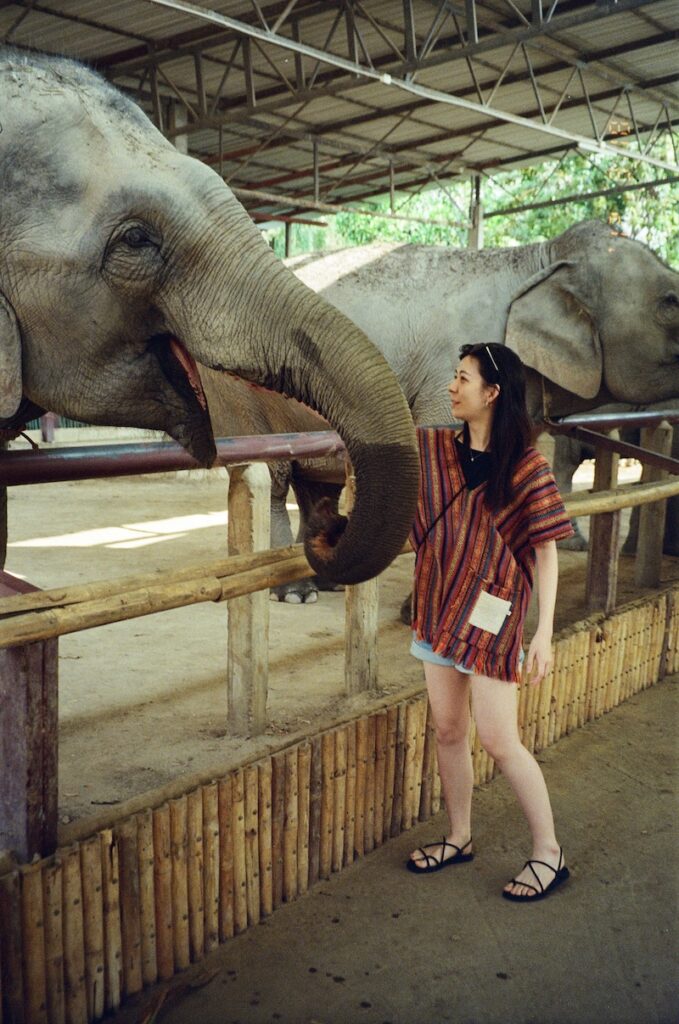 清邁大象叢林保護區