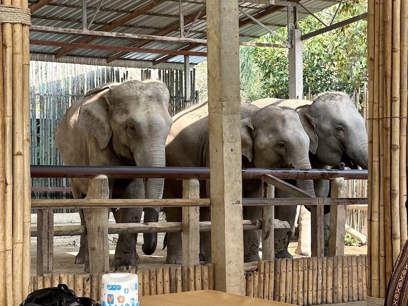 清邁大象 Elephant Jungle Sanctuary
