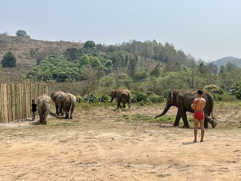 清邁大象叢林保護區