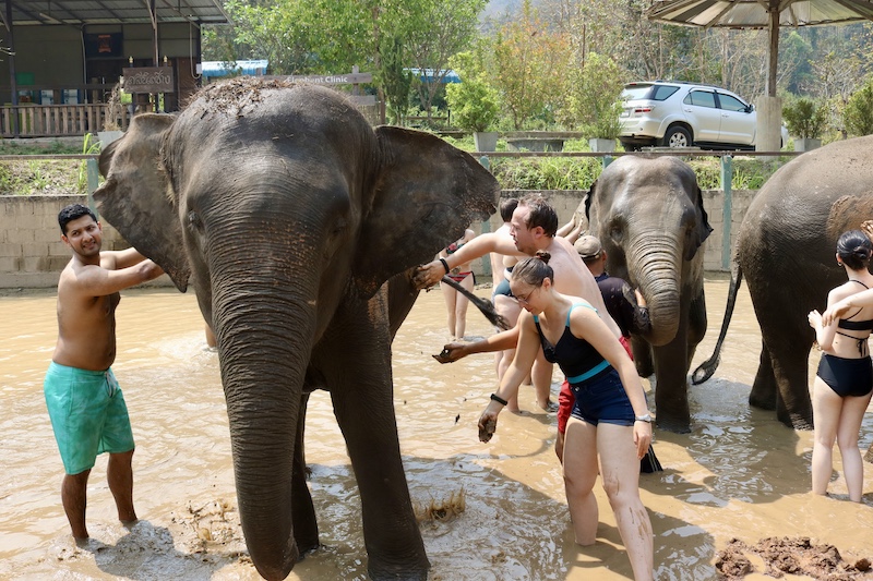 泰國清邁 大象洗泥巴浴