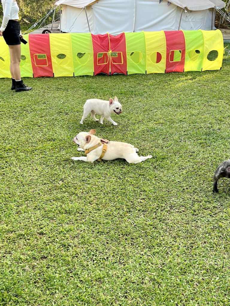 入樹村 法鬥日