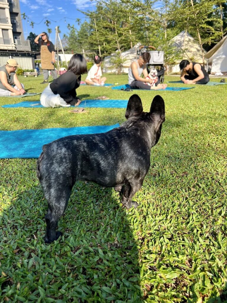 入樹村 瑜珈