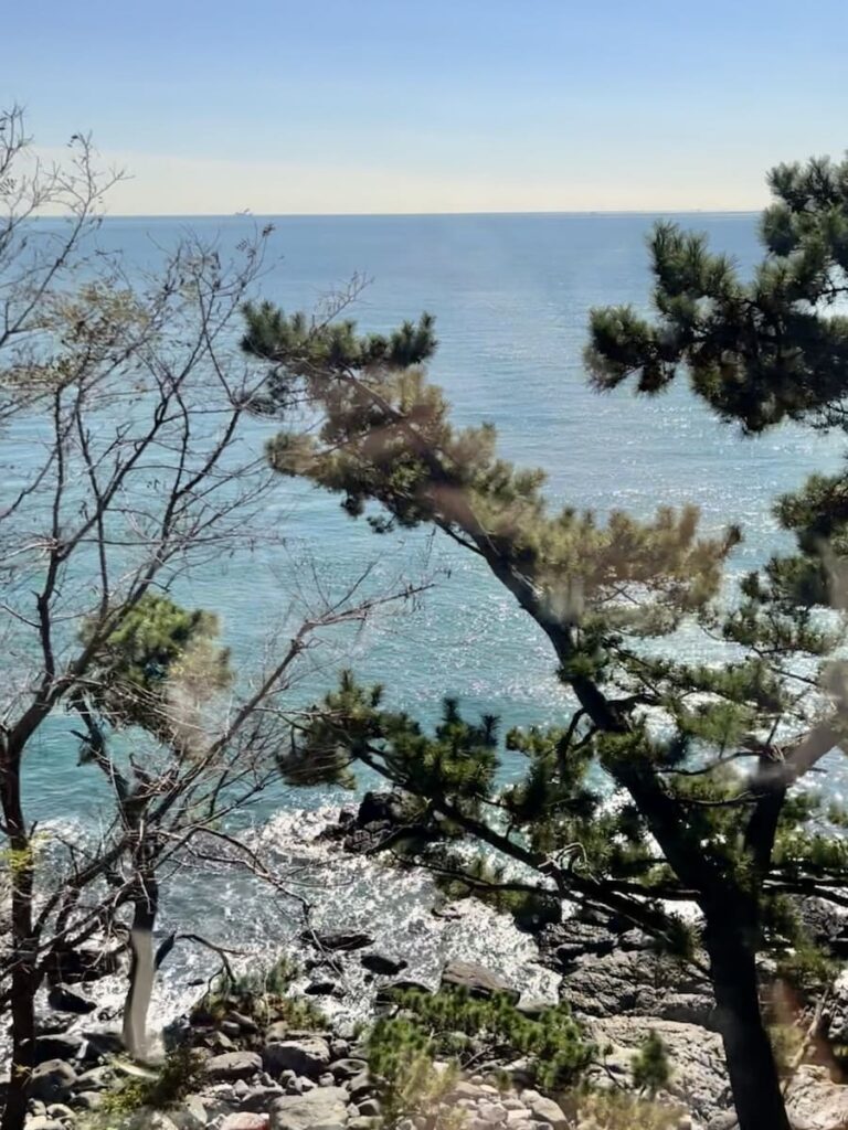 海雲台藍線公園松樹林