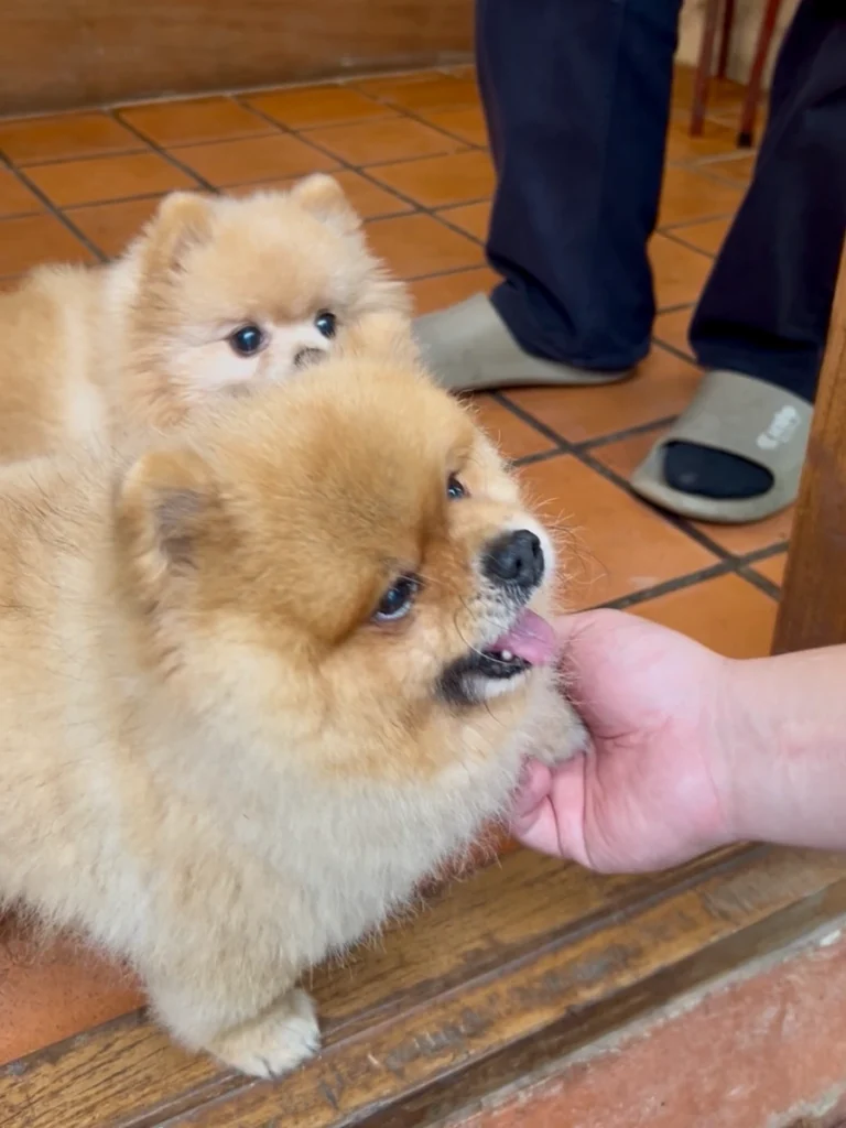 Proudproudproud 湄康蓬村咖啡廳 博美店狗