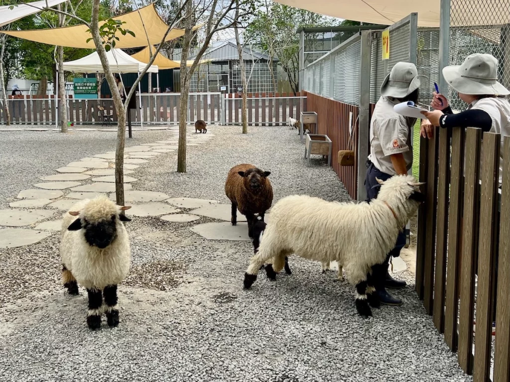 水与松萌萌園 羊群動物