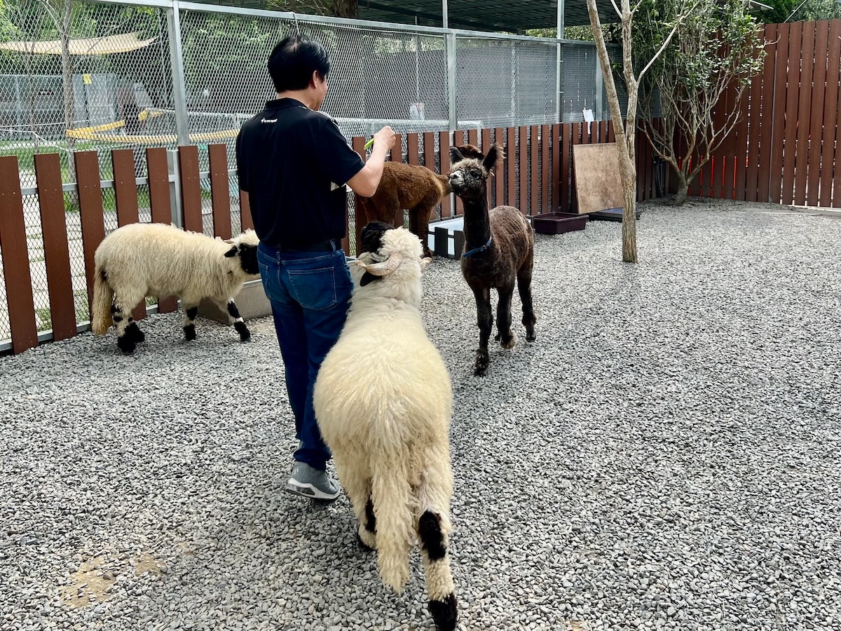 水与松萌萌園 動物餵食
