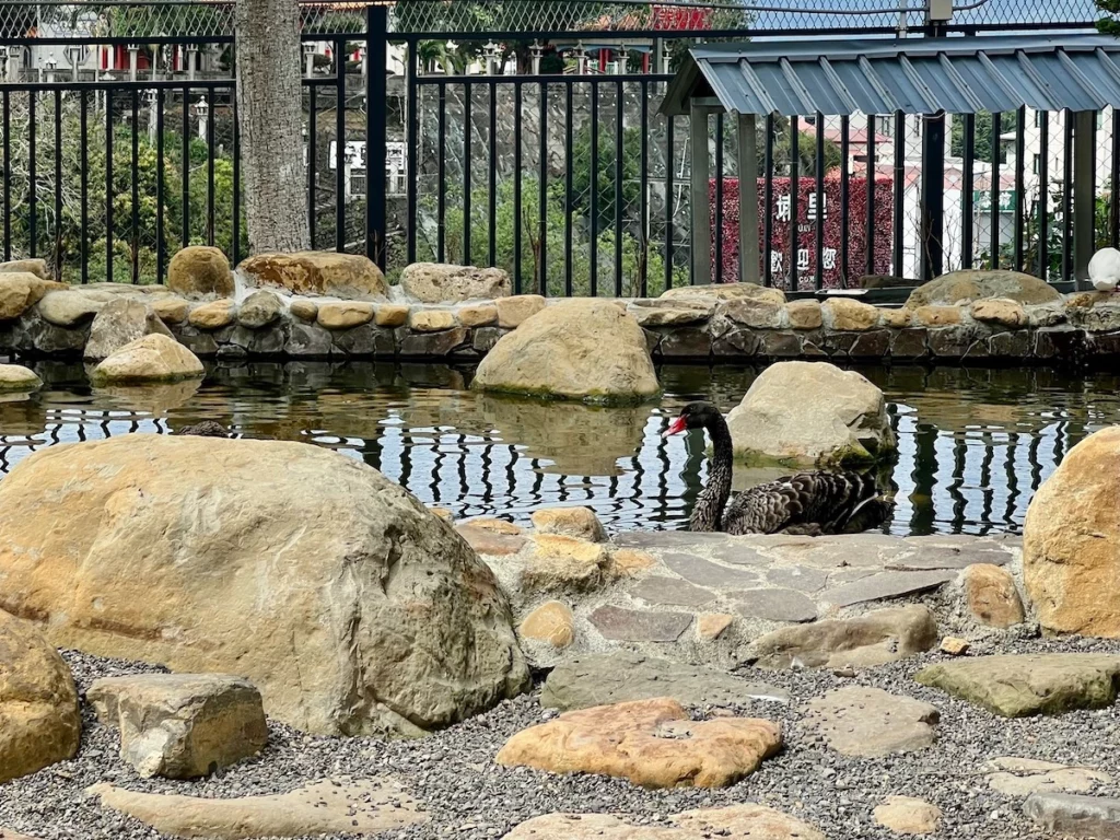 水与松萌萌園 黑天鵝