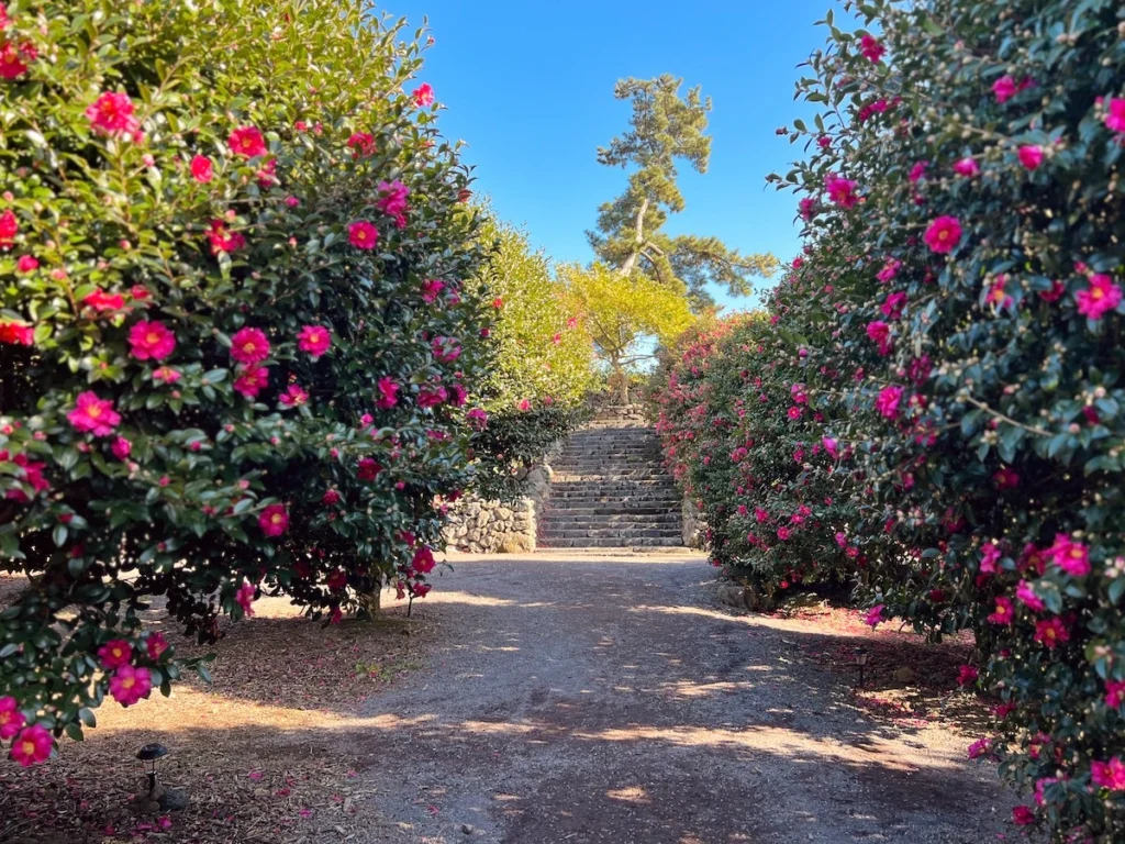 Camelia Forest 濟州島山茶花森林