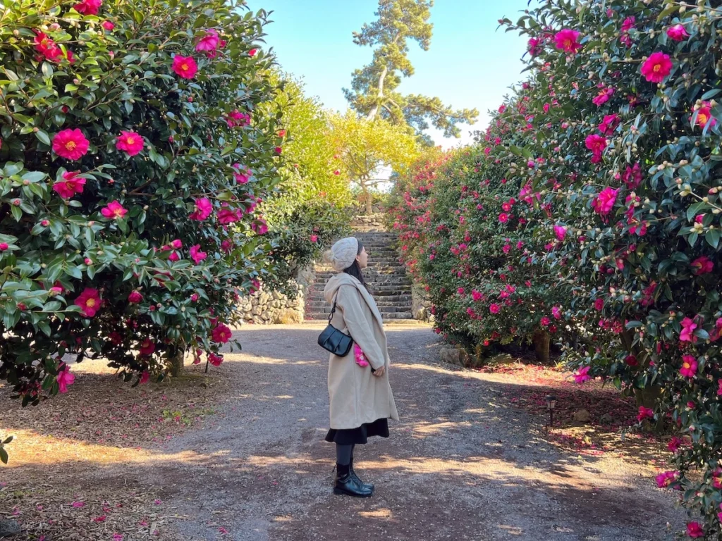 Camelia Forest 濟州島山茶花森林