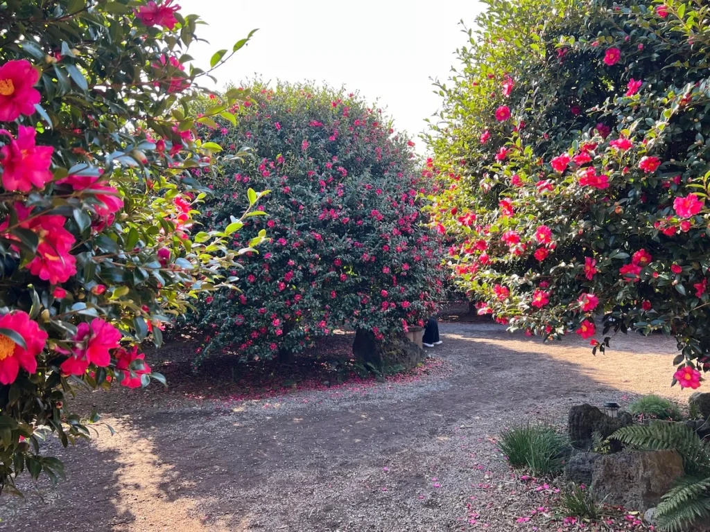 Camelia Forest 濟州島山茶花森林