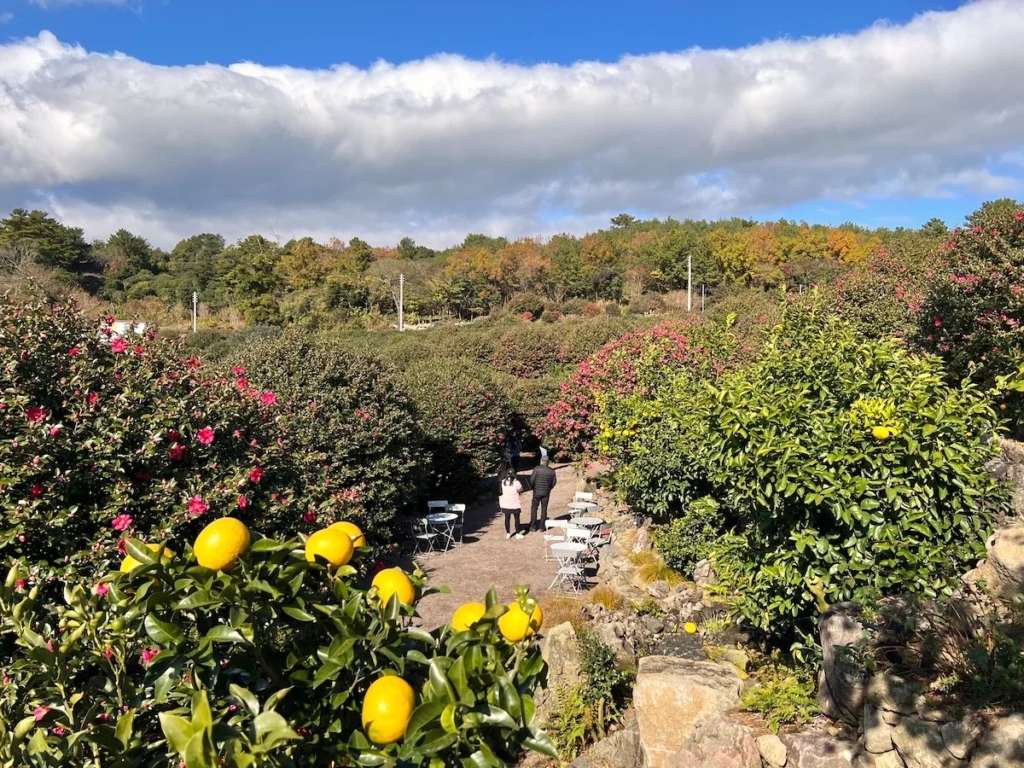 Camelia Forest 濟州島山茶花森林 12月花景