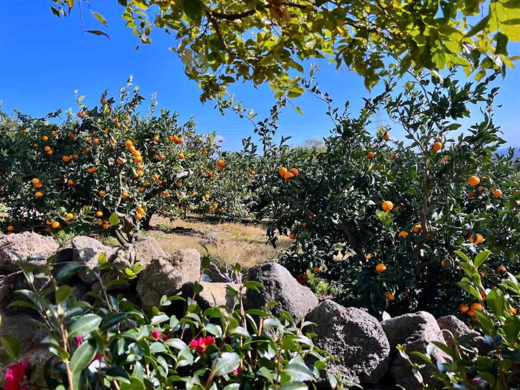 Camelia Forest 濟州島橘子園