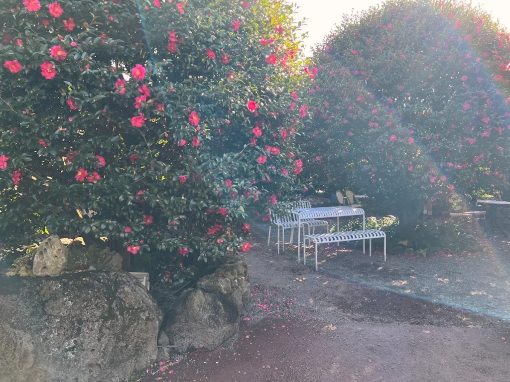 Camelia Forest 濟州島山茶花森林