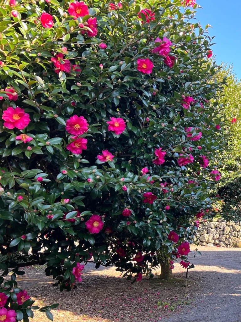 濟州島山茶花