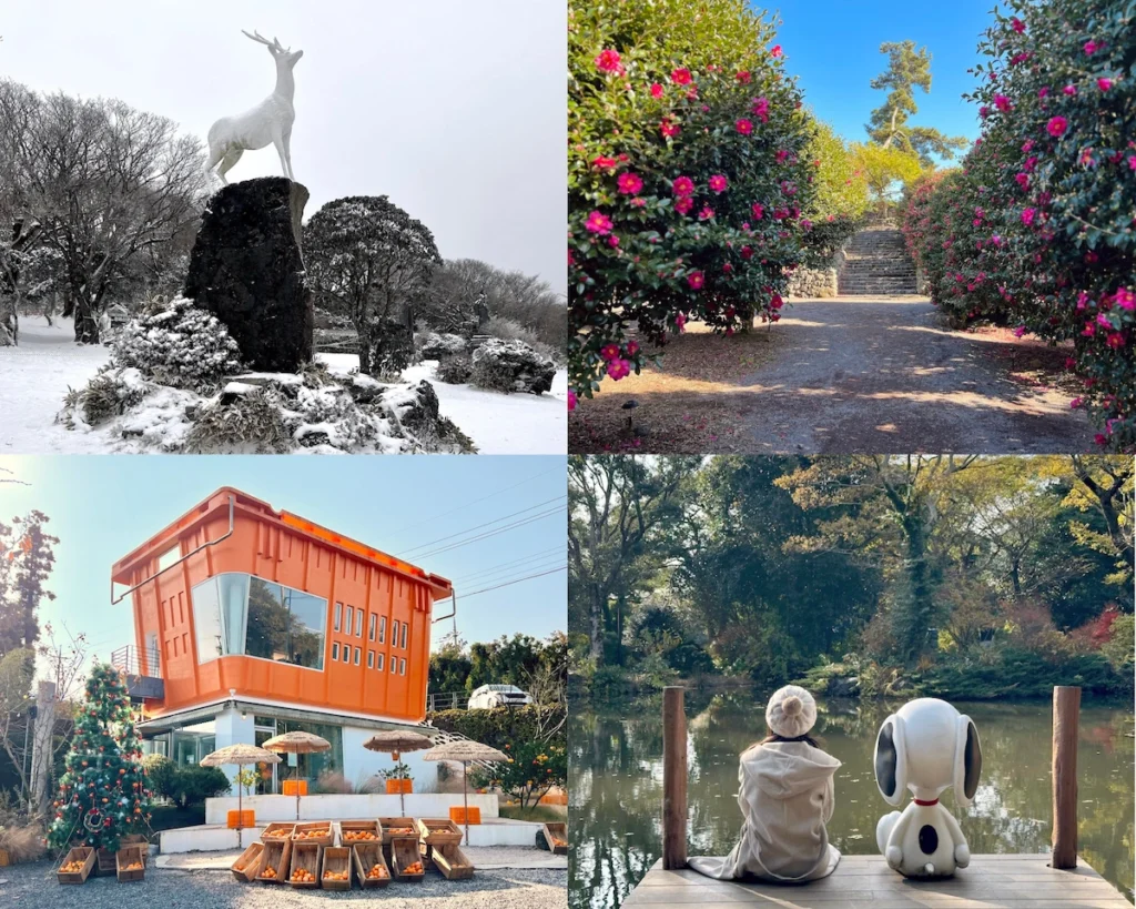 濟州島冬天景點 賞雪、山茶花、橘子咖啡廳