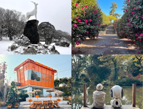 濟州島冬天景點 賞雪、山茶花、橘子咖啡廳