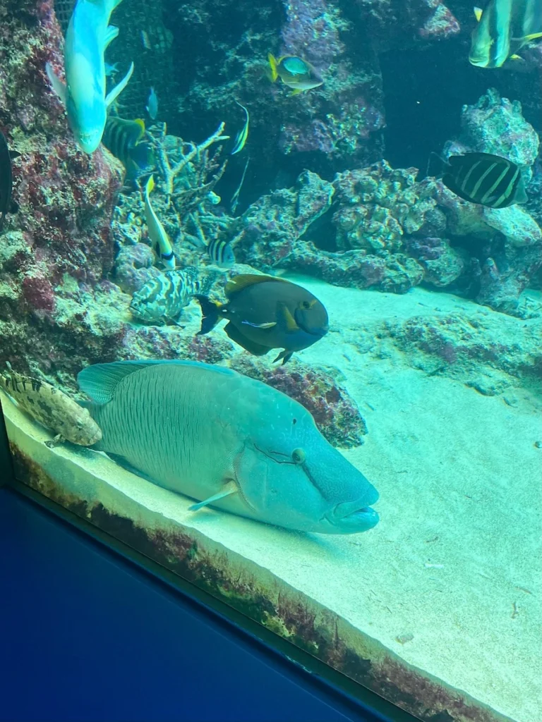 沖繩美麗海水族館 熱帶魚之旅