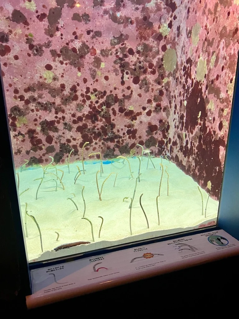 沖繩美麗海水族館 花園鰻