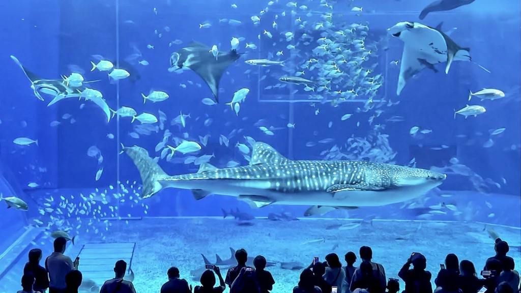 沖繩美麗海水族館