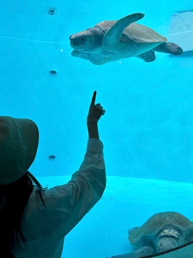沖繩美麗海水族館 海龜館