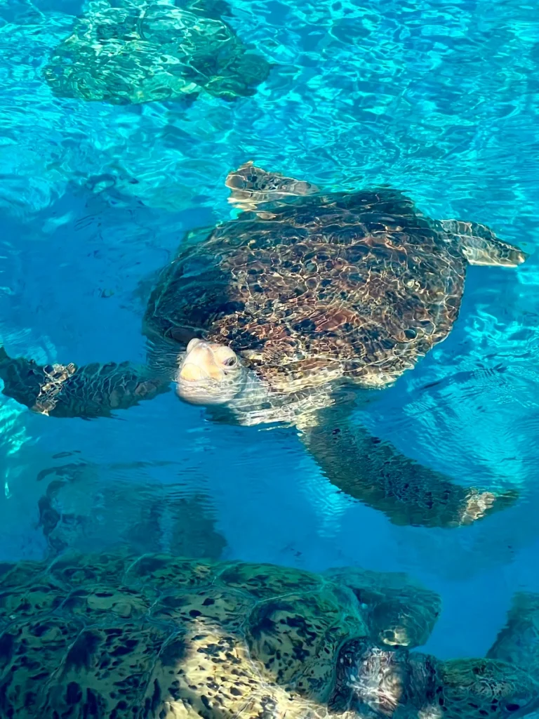 沖繩美麗海水族館海龜