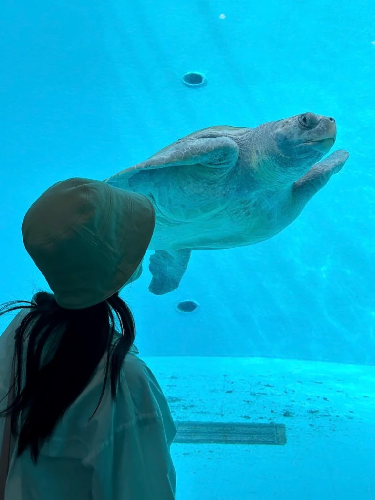 沖繩美麗海水族館海龜
