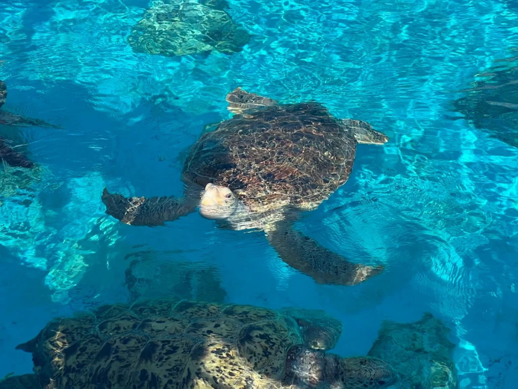 沖繩美麗海水族館 海龜館