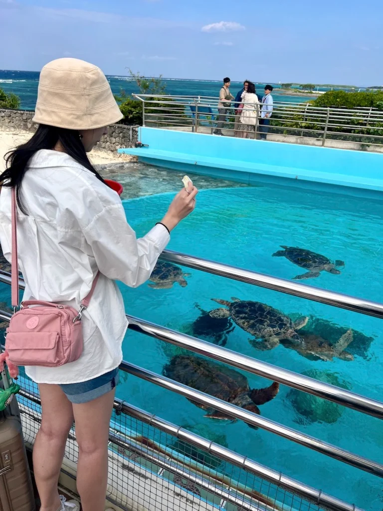 沖繩美麗海水族館 海龜餵食