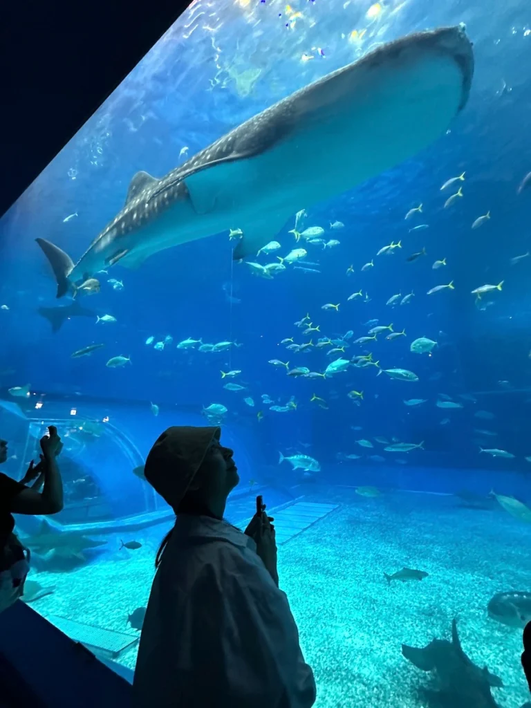 沖繩美麗海水族館 黑潮之海