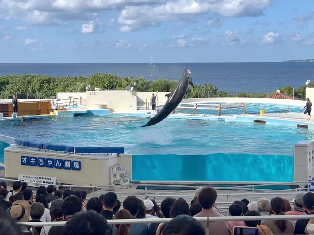 沖繩美麗海水族館 海豚秀