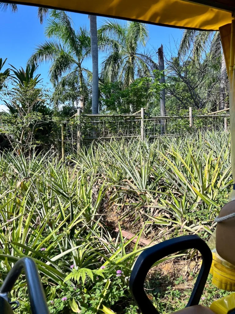 沖繩名護鳳梨園 鳳梨田