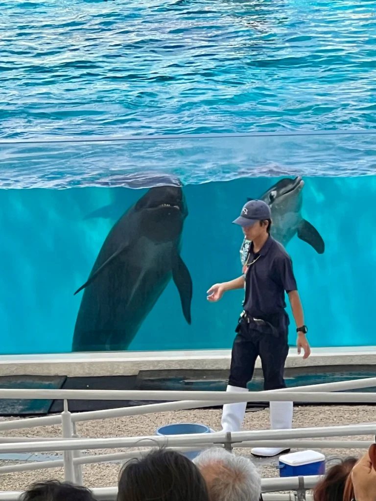 沖繩美麗海水族館 海豚秀