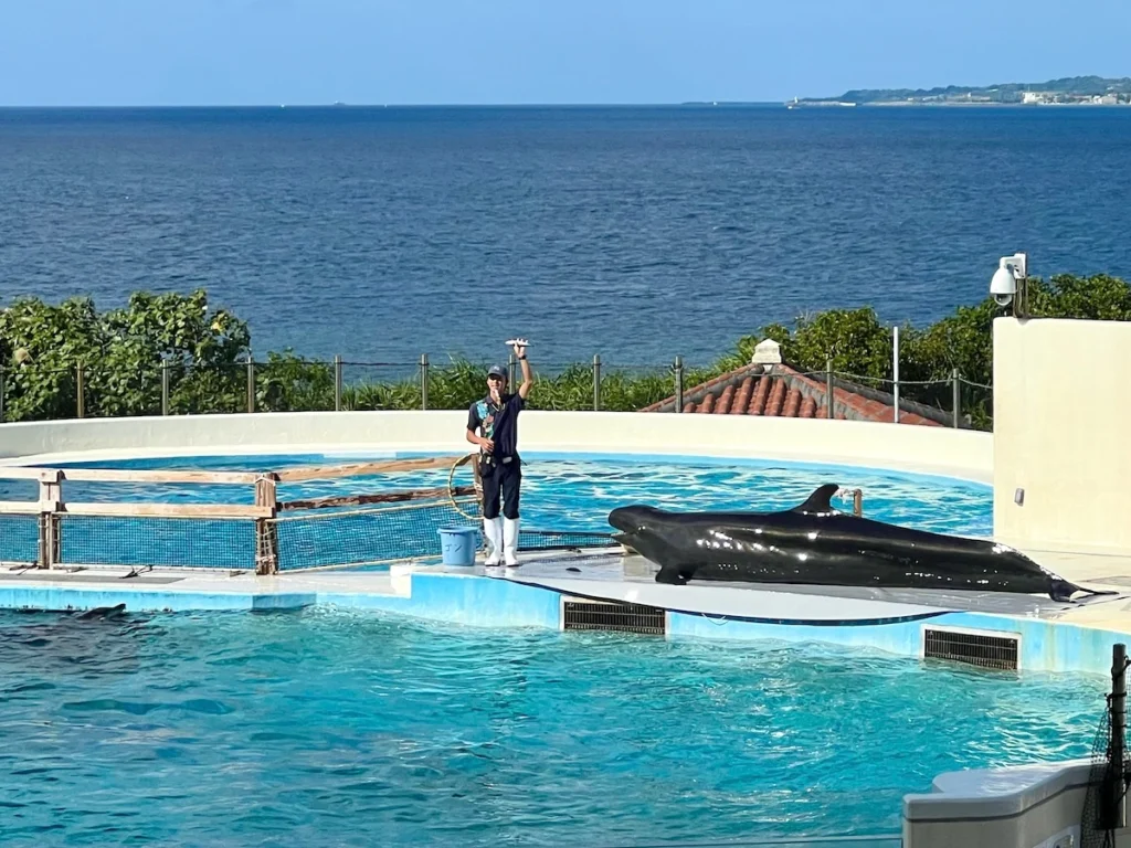 沖繩美麗海水族館 海豚秀