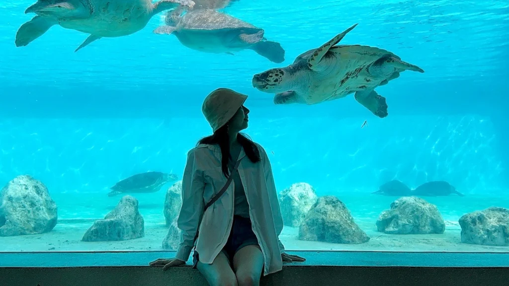 沖繩美麗海水族館 海龜館