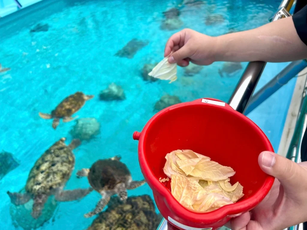 沖繩美麗海水族館 海龜餵食