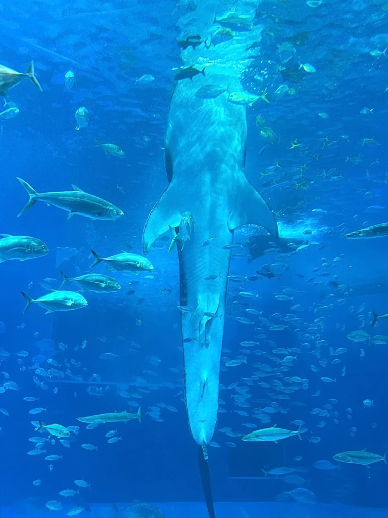 沖繩美麗海水族館 鯨鯊餵食秀