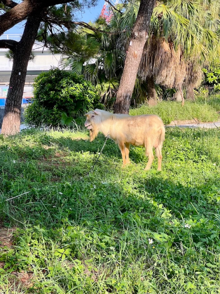 沖繩那霸路上的羊