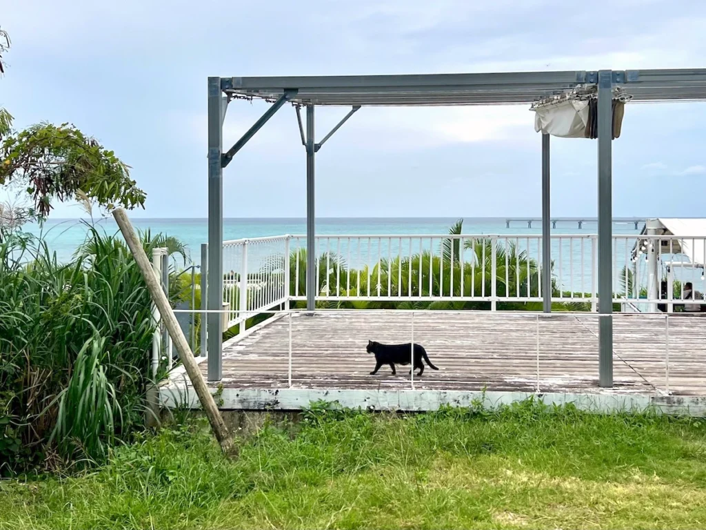 沖繩瀨長島黑貓