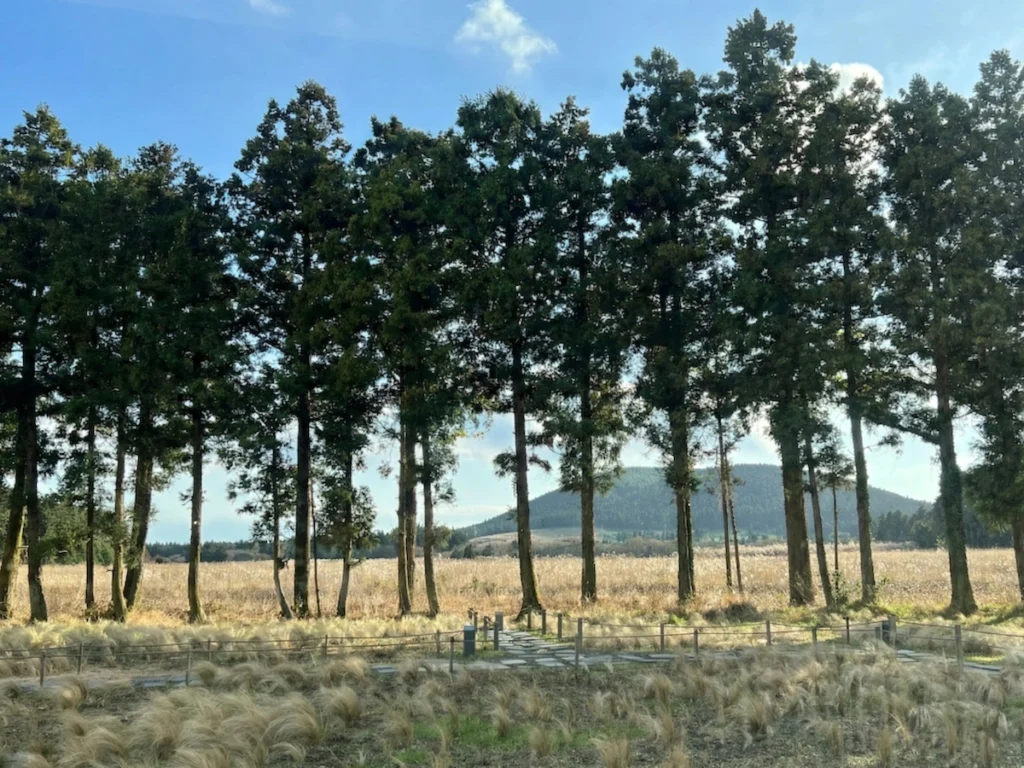 Blue Bottle Coffee Jeju 濟州島藍瓶咖啡 樹林景色