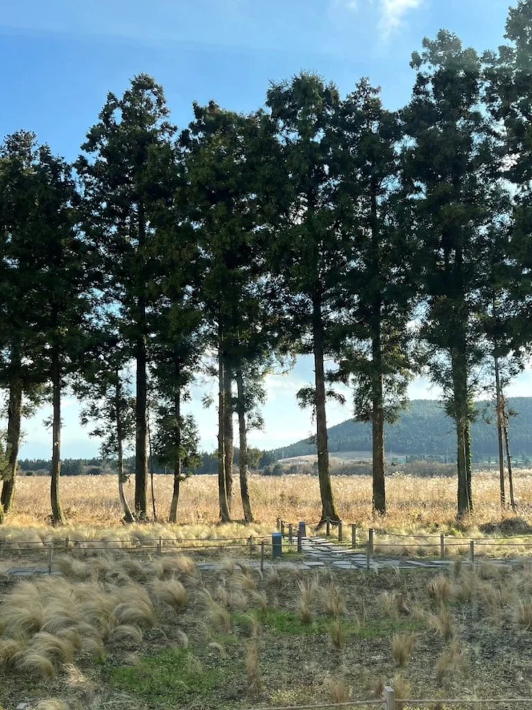 Blue Bottle Coffee Jeju 濟州島藍瓶咖啡 樹林景色