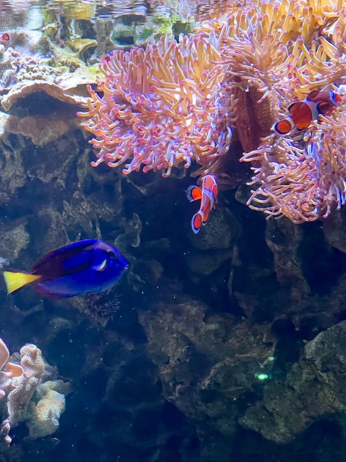 DMM Kariyushi 水族館熱帶魚