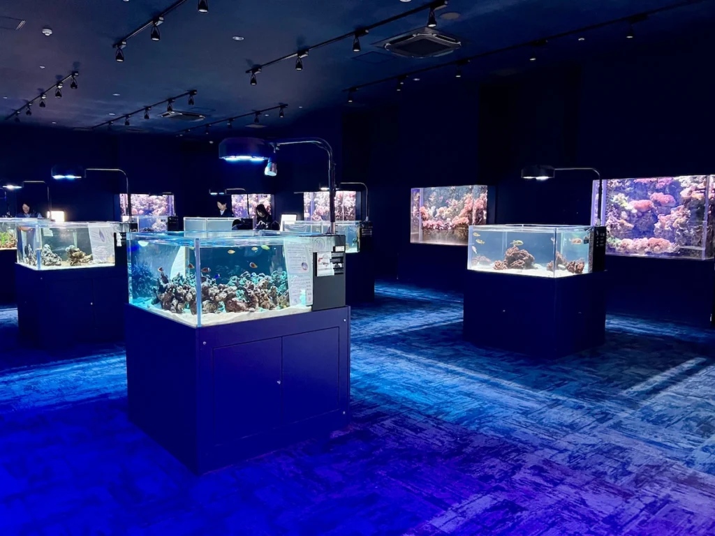 DMM Kariyushi 小型水族箱