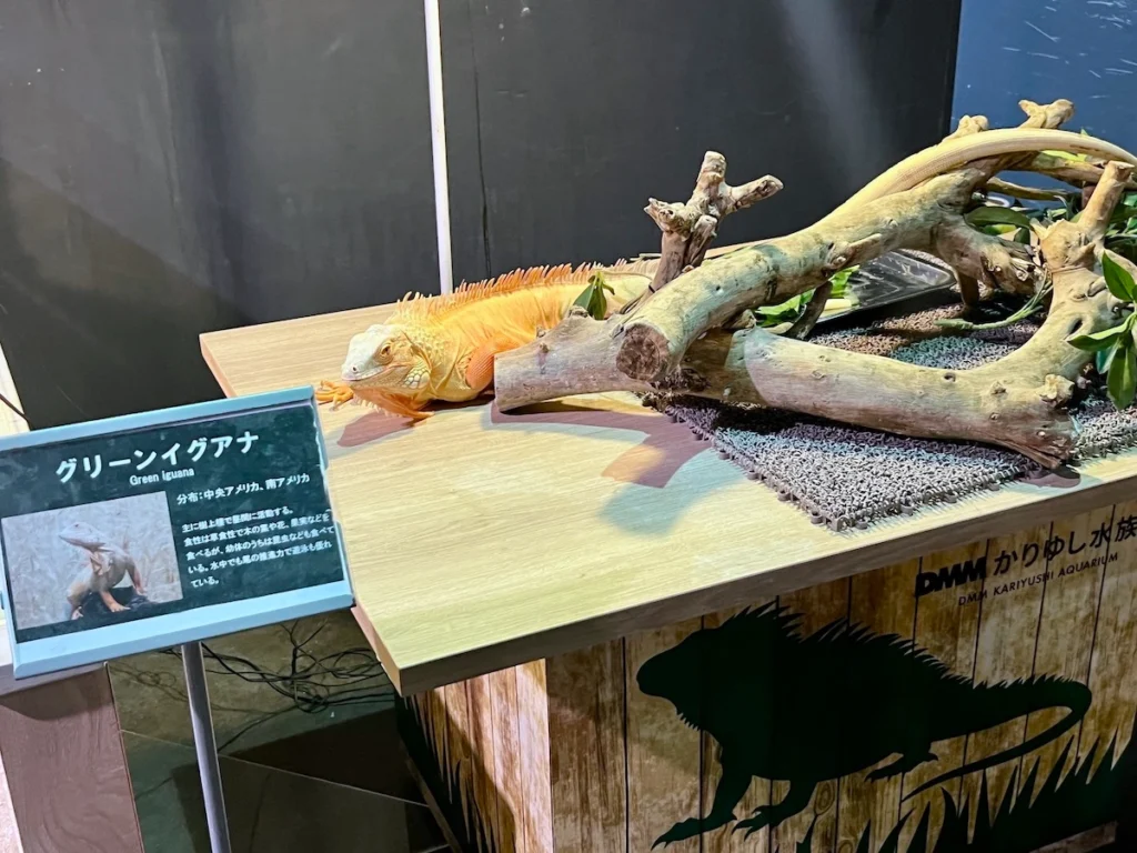 DMM Kariyushi 水族館綠蜥蜴