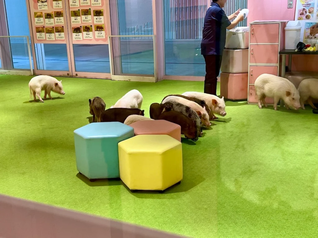 DMM Kariyushi 水族館迷你豬