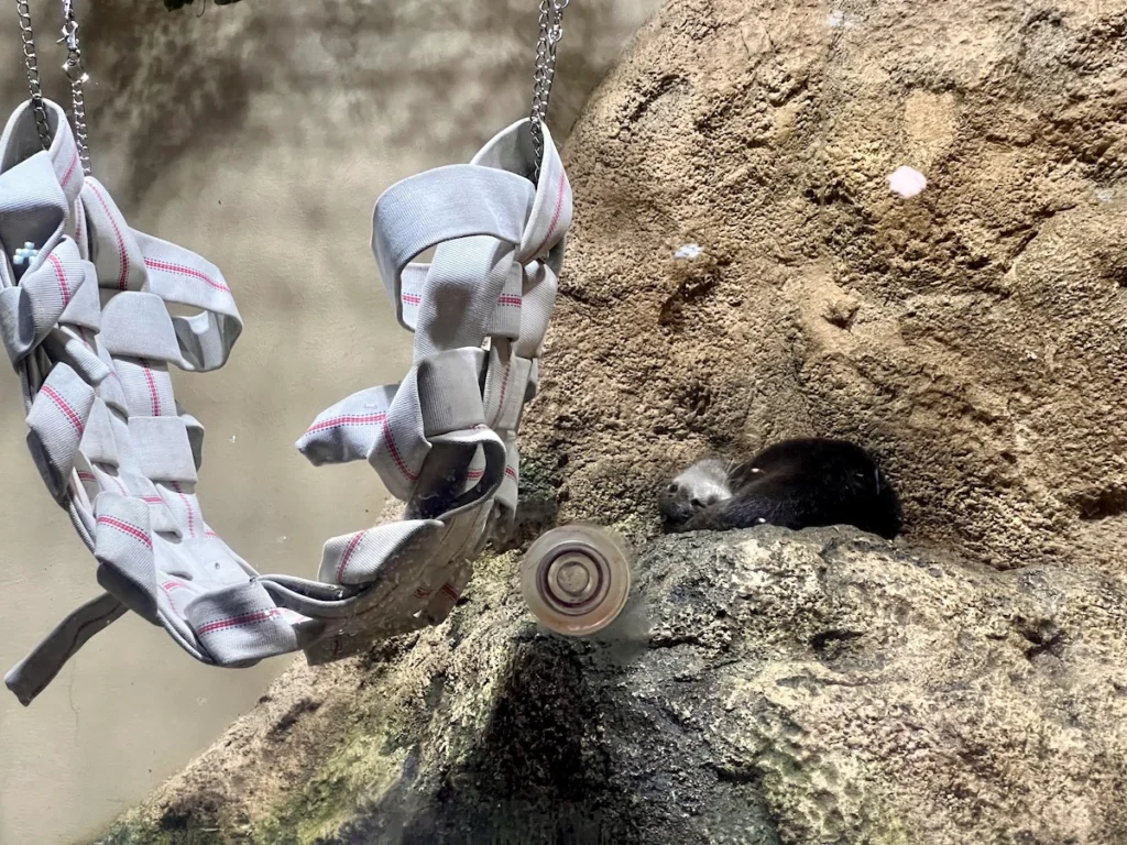 DMM Kariyushi 水族館水獺