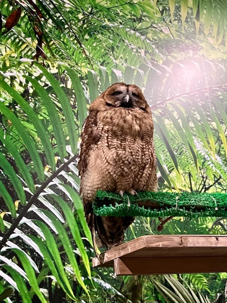 DMM Kariyushi 水族館貓頭鷹
