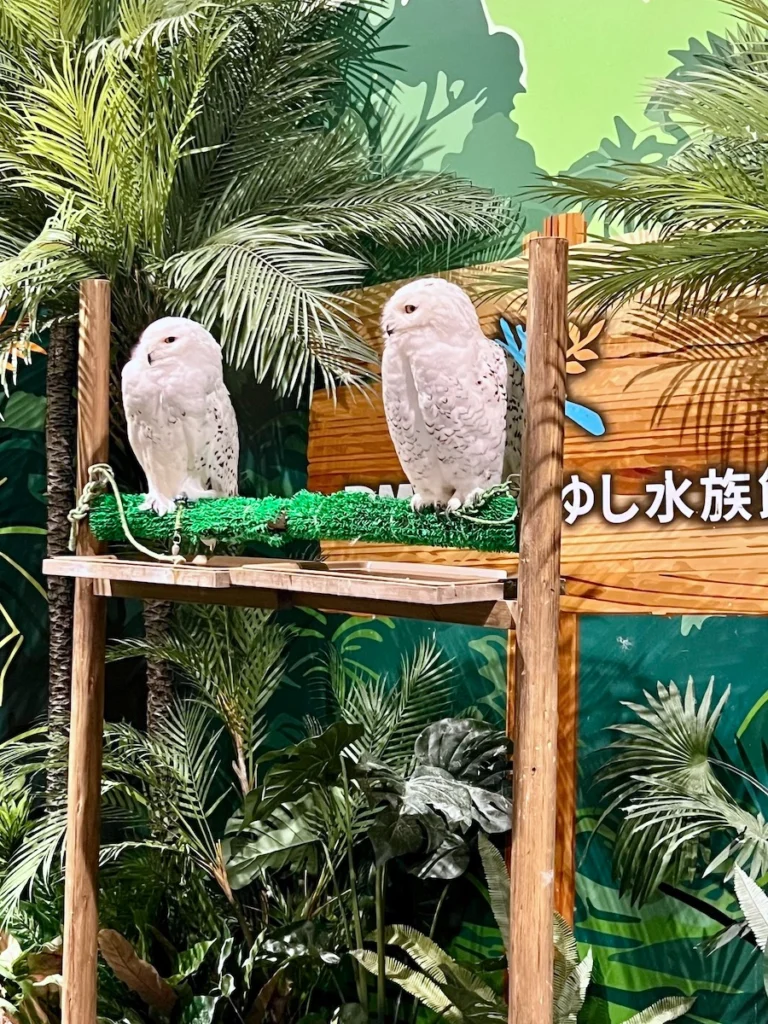 DMM Kariyushi 水族館貓頭鷹