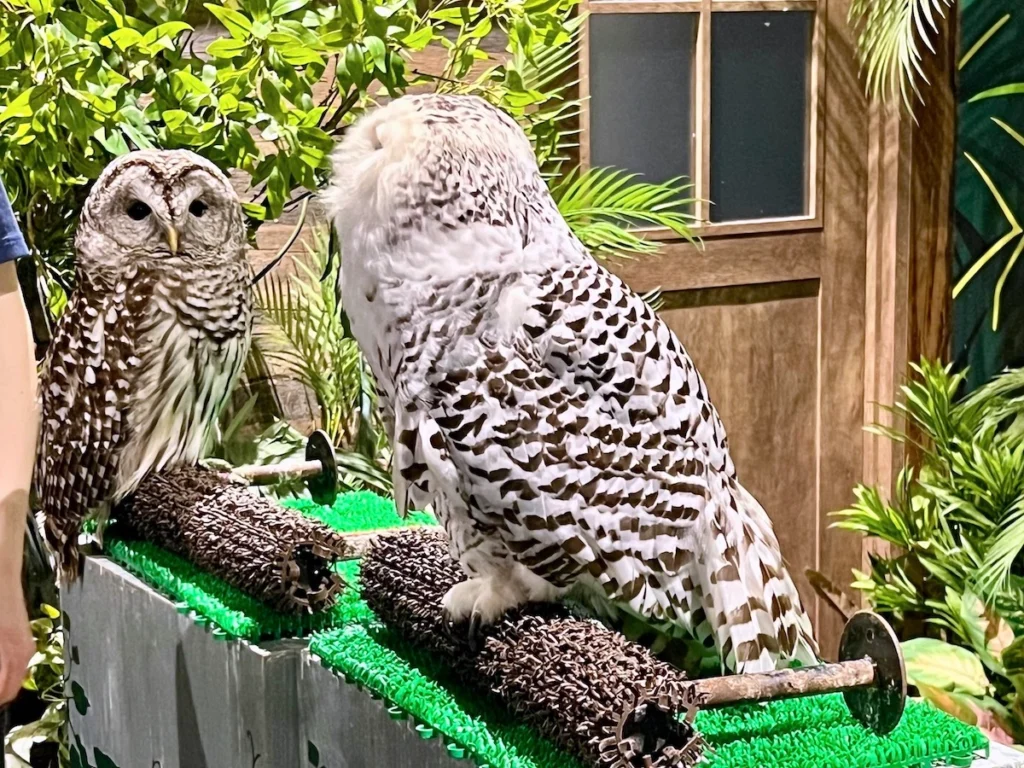 DMM Kariyushi 水族館貓頭鷹