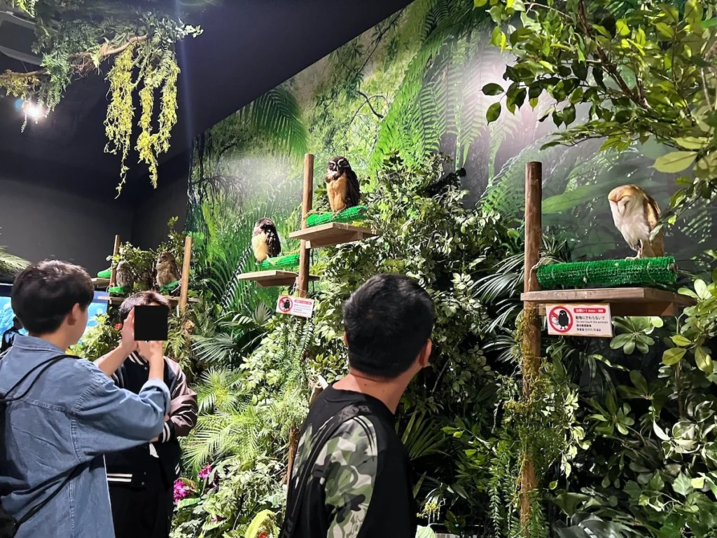 DMM Kariyushi 水族館貓頭鷹區