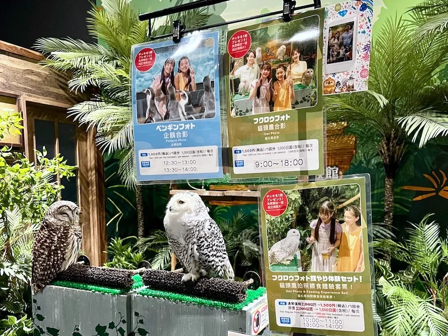 DMM Kariyushi 貓頭鷹攝影與餵食體驗